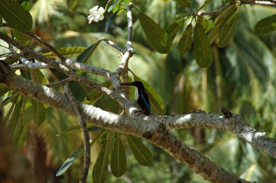 071518_kingfisher.jpg
