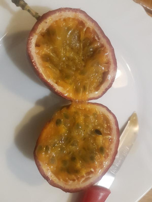 Edulis_Frucht5.jpg