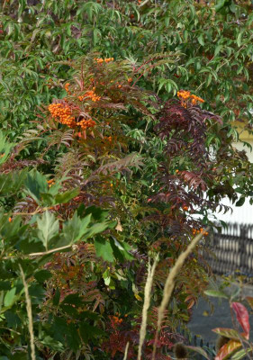 Sorbus-AutumSpire.20-5.jpg