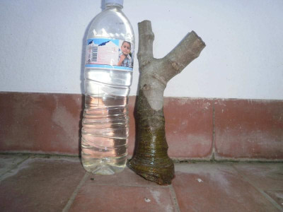 Von mundobonsai.net.jpg