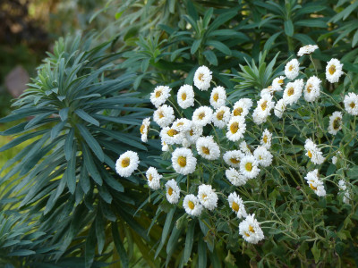 2020-12-05 Chrysanthemum 'Camilla'.jpg