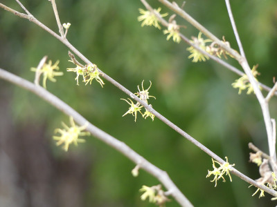 2020-12-05 Hamamelis macrophylla.jpg