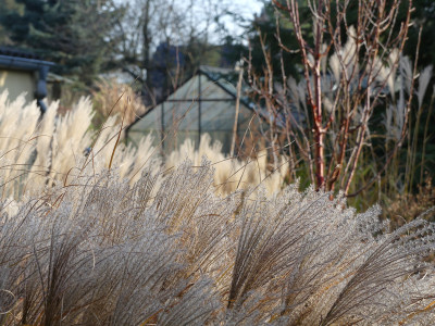 2020-12-05 Gartenimpressionen 1.jpg