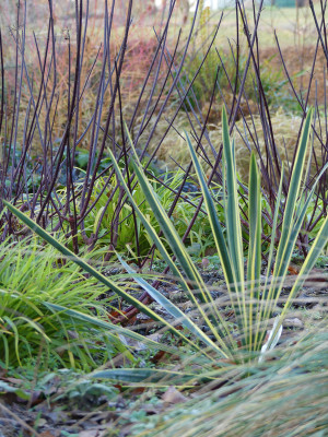 2020-12-05 Gartenimpressionen 4.jpg