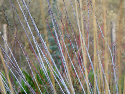 2020-12-05 Gartenimpressionen 6.jpg