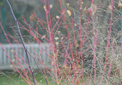 2020-12-05 Panicum.jpg