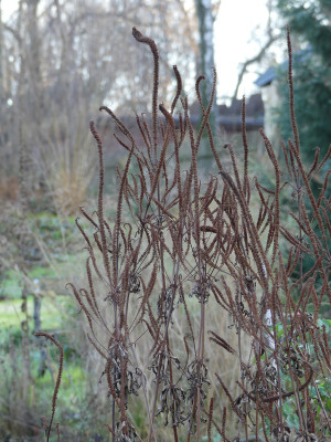2020-12-05 Veronicastrum 'Fascination'.jpg