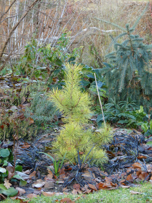 2020-12-05 Pinus sylvestris 'Anny's Wintersun'.jpg