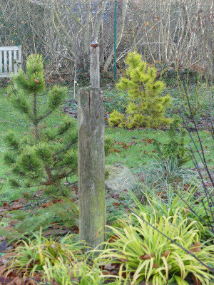 2020-12-05 Pinus contorta 'Chief Joseph'.jpg