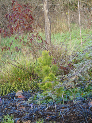 2020-12-05 Birkenhain 5.jpg