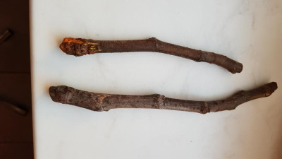 15 Tage Bewurzelungs versuch Seulberg.jpg