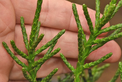 Athrotaxis_cupressoides.jpg