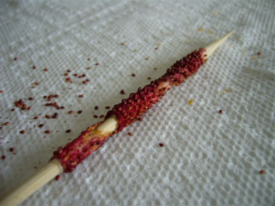 Monatserdbeere.2007.JPG