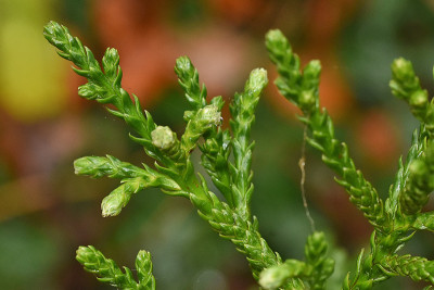 Athrotaxis_laxifolia.jpg