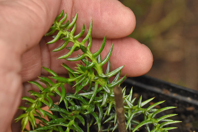 Athrotaxis_selaginoides.jpg