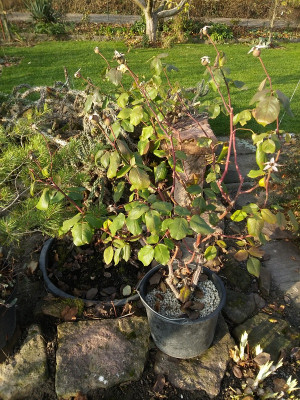 Topfrose Herbst.jpg