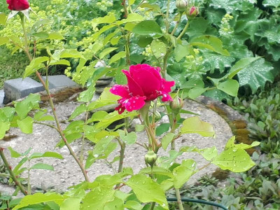 20180602_112633.jpg