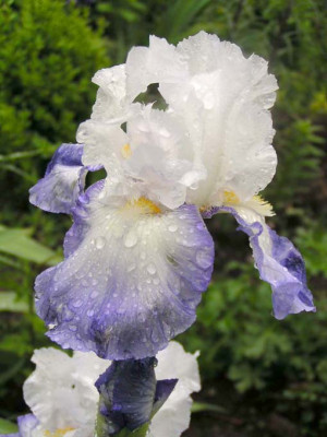 Iris_Alizes.jpg