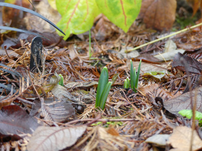 2020-12-11 Galanthus 'Colossus' 1.jpg