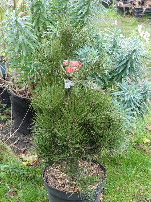 2020-12-11 Pinus bungeana 'Rowe Arboretum'.jpg