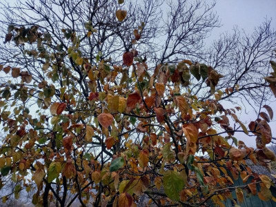 20201211_160926.jpg
