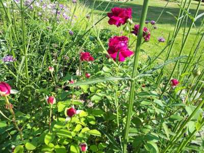 20190726_093916.jpg