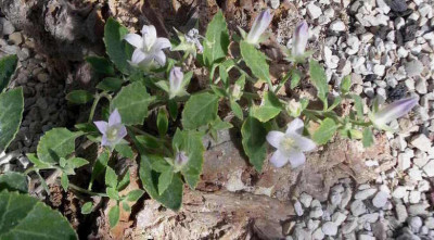 Campanula_candida_2007-10-15.JPG