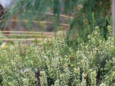 2020-12-11 Erica carnea 1.jpg