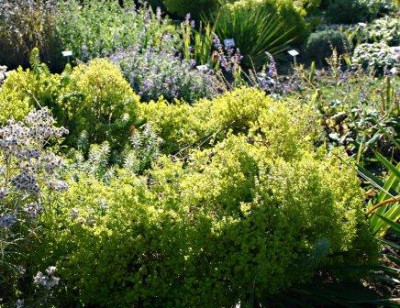 Euphorbia_seguieriana_s.JPG