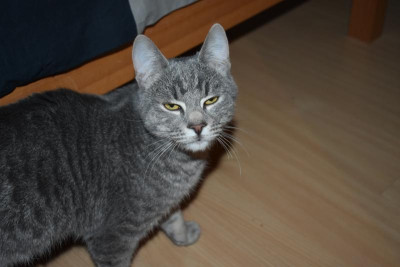 Rafaelo 001.JPG