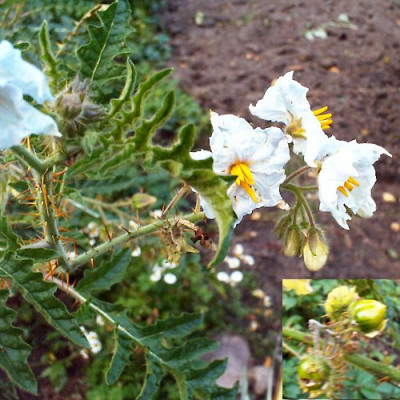 unb_solanum.jpg
