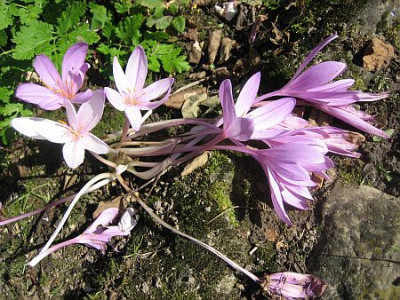 Colchicum_Lilac_Wonder_78312.jpg