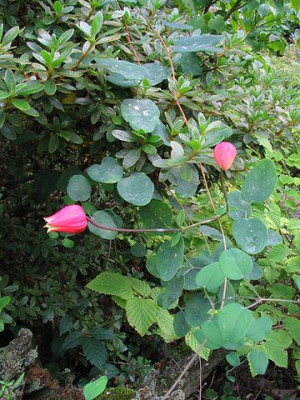 Clematis_texensis.jpg