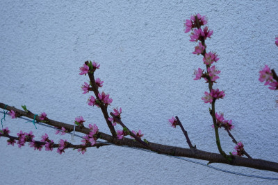DSC06704_800px.JPG