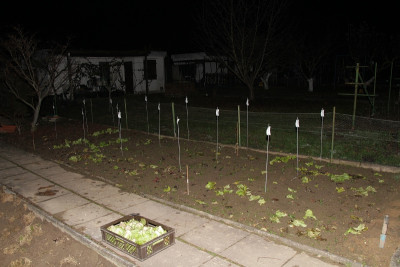 Salat 201214.JPG