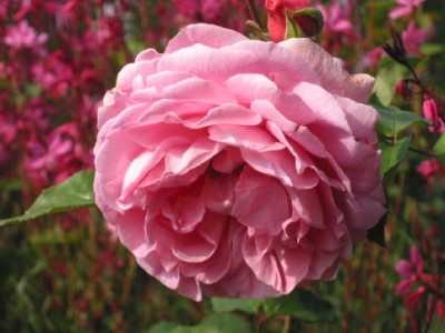 Radio__Times_Gaura__2.jpg
