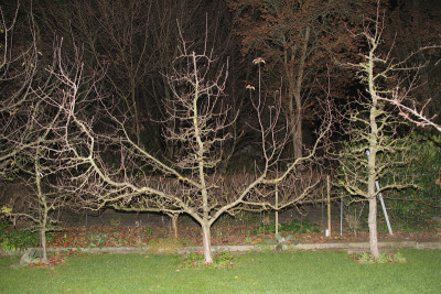 Pinova 201214.JPG