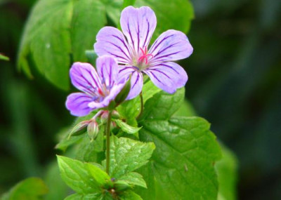 nodosum111.jpg