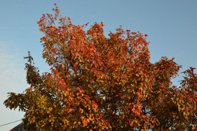 Apfeldorn.20-2.jpg