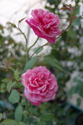 Comtesse_de_Leusse_00300__13268.jpg