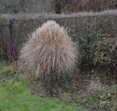 Kleiner Miscanthus 201215 k.jpg