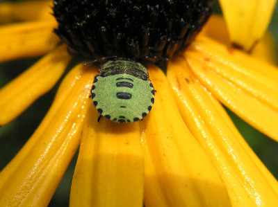 Wanz-Nymph-1.jpg