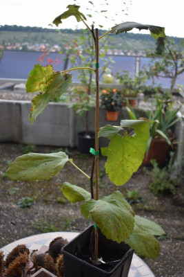 Campaniere 003.JPG