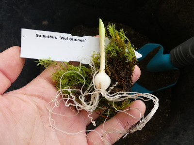 2020-12-17 Galanthus 'Wol Staines'.jpg