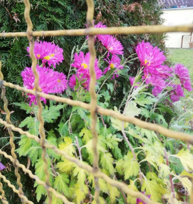 IMG_20201217_171320.jpg