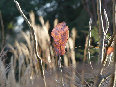 2020-12-18 Gartenimpressionen 3.jpg