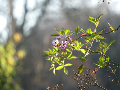 2020-12-18 Gartenimpressionen 5.jpg