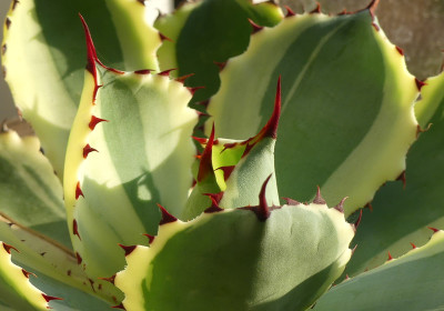 2020-12-18 Agave potatorum 'Kichijokan'.jpg