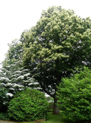 P1000764.jpg