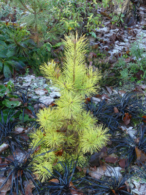 2020-12-19 Pinus sylvestris 'Anny's Wintersun'.jpg